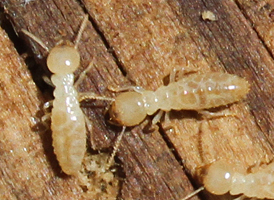 Eastern Subterranean Termite Eastern Subterranean Termite